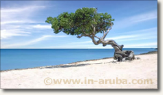 Aruba