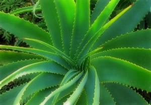 history of aruba aloe